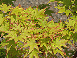 Coral Bark Japanese Maple (Acer palmatum 'Sango Kaku') at Bayport Flower Houses