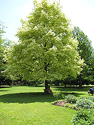 Harlequin Norway Maple (Acer platanoides 'Drummondii') at Bayport Flower Houses