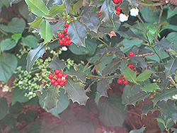 English Holly (Ilex aquifolium) at Bayport Flower Houses