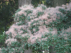 American Smoketree (Cotinus obovatus) at Bayport Flower Houses