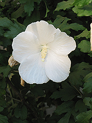 Diana Rose of Sharon (Hibiscus syriacus 'Diana') at Bayport Flower Houses