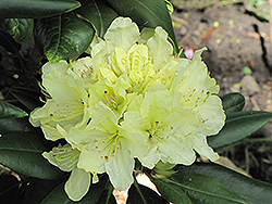 Capistrano Rhododendron (Rhododendron 'Capistrano') at Bayport Flower Houses