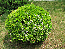 Japanese Euonymus (Euonymus japonicus) at Bayport Flower Houses