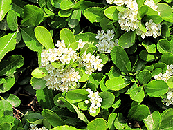 Japanese Euonymus (Euonymus japonicus) at Bayport Flower Houses