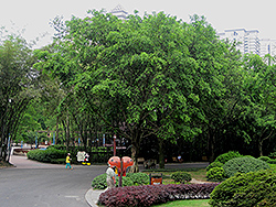 Weeping Fig (Ficus benjamina) at Bayport Flower Houses