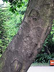 Weeping Fig (Ficus benjamina) at Bayport Flower Houses