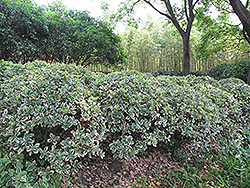 Silver King Euonymus (Euonymus japonicus 'Silver King') at Bayport Flower Houses