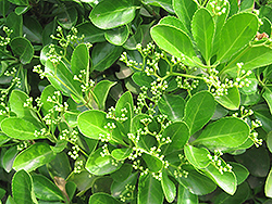 Japanese Euonymus (Euonymus japonicus) at Bayport Flower Houses