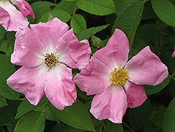 Rugosa Rose (Rosa rugosa) at Bayport Flower Houses