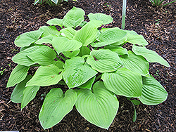 August Moon Hosta (Hosta 'August Moon') at Bayport Flower Houses