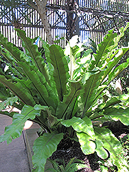 Bird's Nest Fern (Asplenium nidus) at Bayport Flower Houses