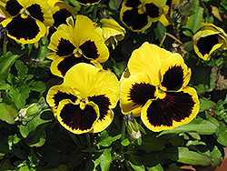 Delta Yellow With Blotch Pansy (Viola x wittrockiana 'Delta Yellow With Blotch') at Bayport Flower Houses