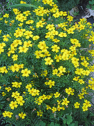 Lemon Gem Marigold (Tagetes tenuifolia 'Lemon Gem') at Bayport Flower Houses