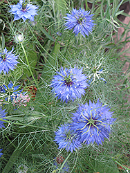 Love-In-A-Mist (Nigella sativa) at Bayport Flower Houses