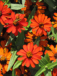 Profusion Orange Zinnia (Zinnia 'Profusion Orange') at Bayport Flower Houses