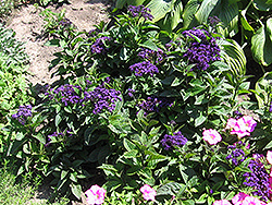 Fragrant Delight Heliotrope (Heliotropium arborescens 'Fragrant Delight') at Bayport Flower Houses