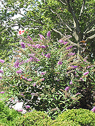 Pink Delight Butterfly Bush (Buddleia davidii 'Pink Delight') at Bayport Flower Houses