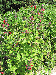 Pineapple Sage (Salvia elegans 'Pineapple') at Bayport Flower Houses