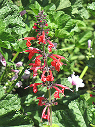 Pineapple Sage (Salvia elegans 'Pineapple') at Bayport Flower Houses