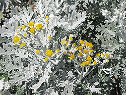 Silver Dust Dusty Miller (Senecio cineraria 'Silver Dust') at Bayport Flower Houses