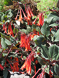 Gartenmeister Fuchsia (Fuchsia 'Gartenmeister Bonstedt') at Bayport Flower Houses