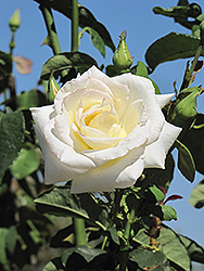 Honor Rose (Rosa 'Honor') at Bayport Flower Houses