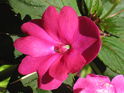 Infinity Dark Pink New Guinea Impatiens (Impatiens hawkeri 'Infinity Dark Pink') at Bayport Flower Houses