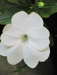 Infinity White New Guinea Impatiens (Impatiens hawkeri 'Visinfwhiimp') at Bayport Flower Houses