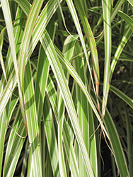 Morning Light Maiden Grass (Miscanthus sinensis 'Morning Light') at Bayport Flower Houses