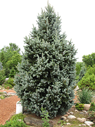 Iseli Fastigiate Spruce (Picea pungens 'Iseli Fastigiata') at Bayport Flower Houses