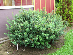 Tor Spirea (Spiraea betulifolia 'Tor') at Bayport Flower Houses