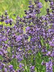 English Lavender (Lavandula angustifolia) at Bayport Flower Houses