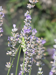 Provence Lavender (Lavandula x intermedia 'Provence') at Bayport Flower Houses