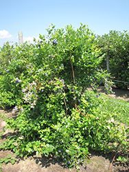 Duke Blueberry (Vaccinium corymbosum 'Duke') at Bayport Flower Houses