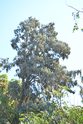 Hollywood Juniper (Juniperus chinensis 'Torulosa') at Bayport Flower Houses