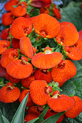 Cinderella Orange Shades Pocketbook Flower (Calceolaria 'Cinderella Orange Shades') at Bayport Flower Houses