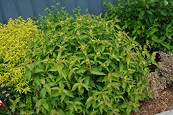 Kodiak Orange Diervilla (Diervilla 'G2X88544') at Bayport Flower Houses