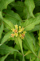 Kodiak Orange Diervilla (Diervilla 'G2X88544') at Bayport Flower Houses