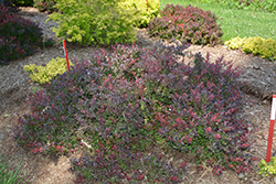 Sunjoy Todo Japanese Barberry (Berberis 'NCBX1') at Bayport Flower Houses