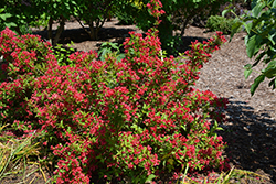 Sonic Bloom Red Reblooming Weigela (Weigela florida 'Verweig 6') at Bayport Flower Houses