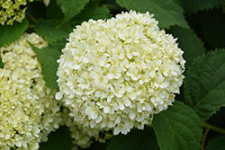 Lime Rickey Smooth Hydrangea (Hydrangea arborescens 'SMNHALR') at Bayport Flower Houses