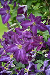Happy Jack Purple Clematis (Clematis 'Zojapur') at Bayport Flower Houses