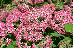 Invincibelle Ruby Hydrangea (Hydrangea arborescens 'NCHA3') at Bayport Flower Houses