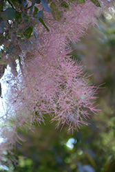 Royal Purple Smokebush (Cotinus coggygria 'Royal Purple') at Bayport Flower Houses