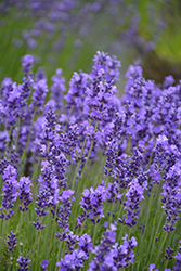 Hidcote Lavender (Lavandula angustifolia 'Hidcote') at Bayport Flower Houses