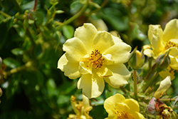 Oso Easy Lemon Zest Rose (Rosa 'Chewhocan') at Bayport Flower Houses