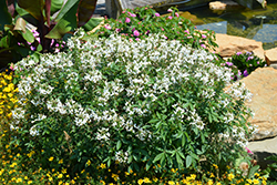 Senorita Blanca Spiderflower (Cleome 'INCLESBIMP') at Bayport Flower Houses