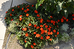 SunPatiens Compact Orange New Guinea Impatiens (Impatiens 'SunPatiens Compact Orange') at Bayport Flower Houses