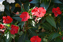 Infinity Red New Guinea Impatiens (Impatiens hawkeri 'Vinfsalbis') at Bayport Flower Houses