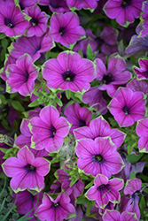Supertunia Picasso In Purple Petunia (Petunia 'Supertunia Picasso In Purple') at Bayport Flower Houses